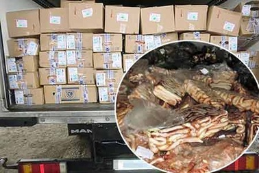 Bắt cả xe tải "pín" bò lậu ở Nga