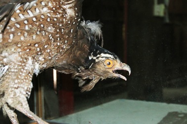 Hà Nội: Chim đại bàng được dân làng ướp xác, trông giữ suốt 13 năm