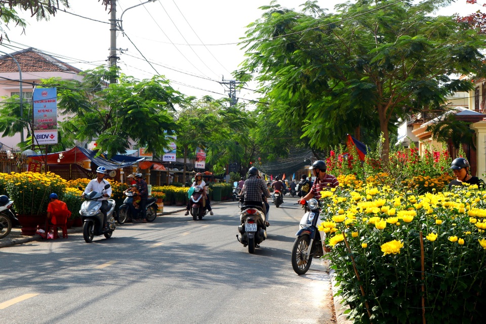 Hội An: Hoa Tết “vỡ trận”, giảm giá vẫn ít có người mua - 1 Hội An: Hoa Tết “vỡ trận”, giảm giá vẫn ít có người mua - 1