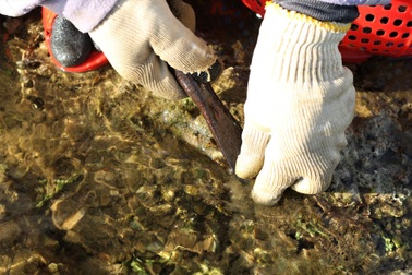 Còng lưng, khom gối "cạo tiền" trên ghềnh đá