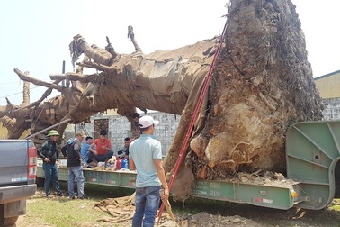 3 cây “quái thú” có nguy cơ chết trước khi “về đích”