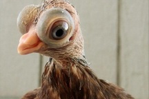 Loài chim với ngoại hình kỳ quái, như bước ra từ phim hoạt hình