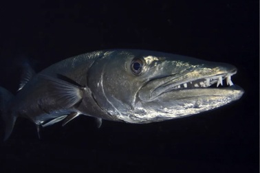 10 loài cá bạn không bao giờ muốn chạm trán