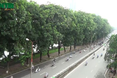 Rồi cây xanh cũng thành hoài niệm?