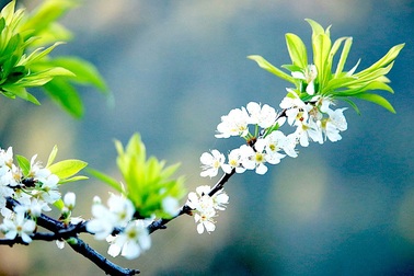 Ngắm tuyệt phẩm hoa ở miền biên viễn xứ Nghệ