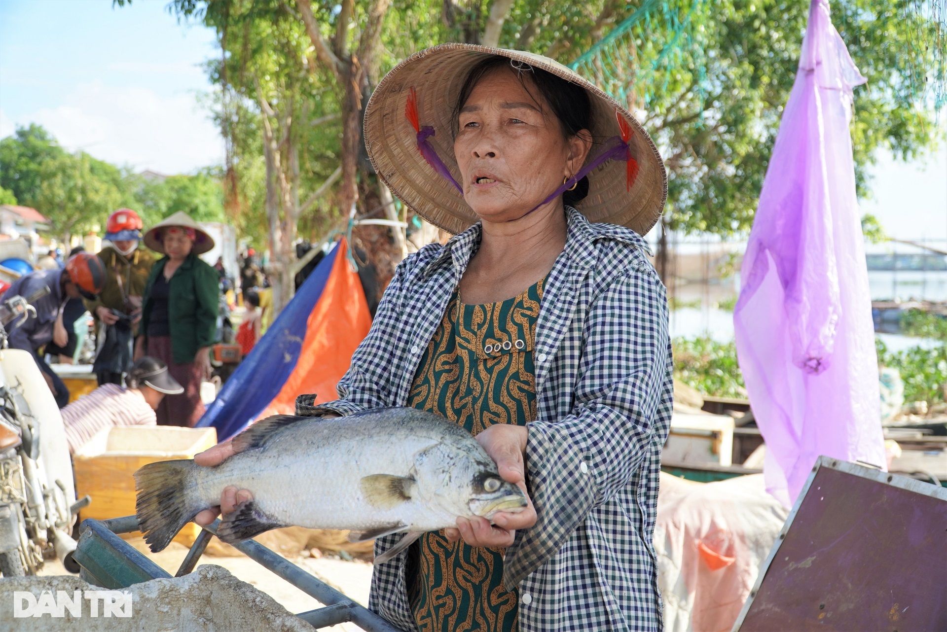 Hàng chục tấn cá lồng chết phơi bụng, người nuôi điêu đứng - 4 Hàng chục tấn cá lồng chết phơi bụng, người nuôi điêu đứng - 4