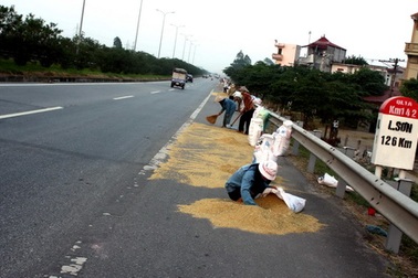 Quốc lộ 1A trở thành sân phơi thóc