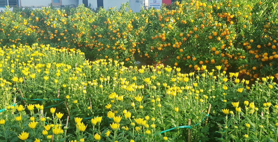 Ngàn hoa khoe sắc chờ đón Xuân - 1 Ngàn hoa khoe sắc chờ đón Xuân - 1