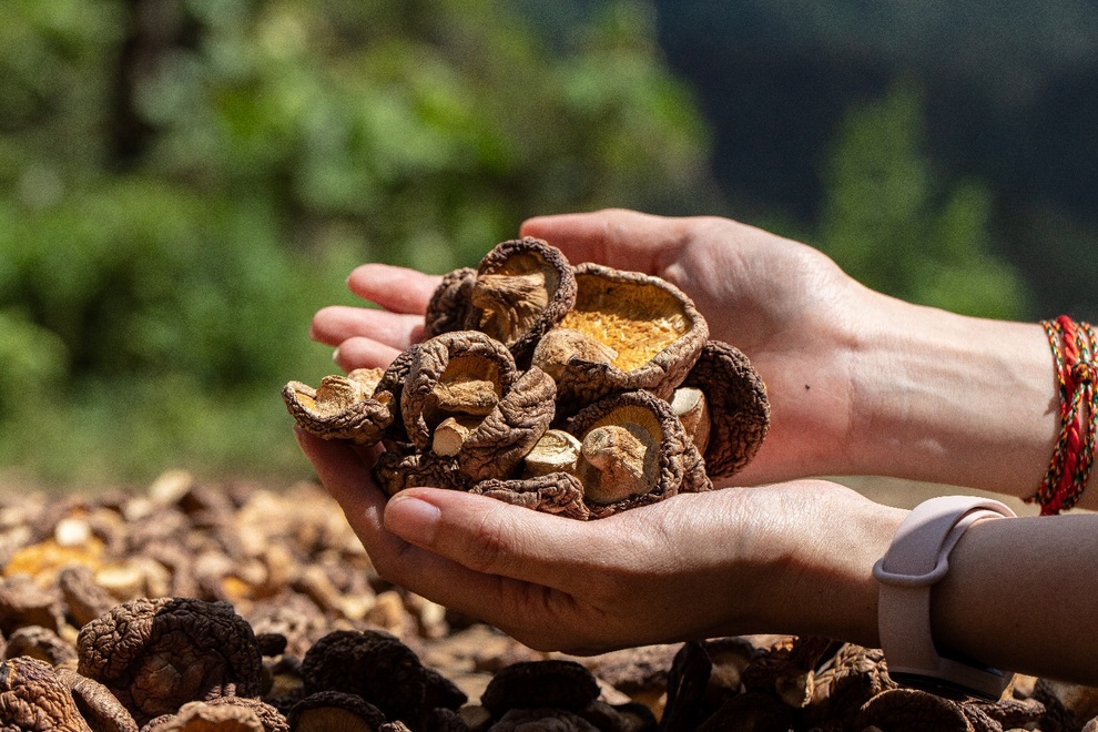 Những lý do khiến bạn thích ăn nấm hơn ăn thịt - 2 Những lý do khiến bạn thích ăn nấm hơn ăn thịt - 2
