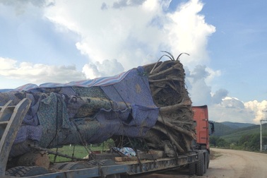 "Quái thú" lớn chưa từng có biến mất khỏi xứ Nghệ trong đêm