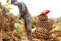 Làng triệu phú dong riềng 