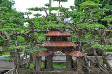 Mùng 1 Tết: Ngắm vườn “siêu” cây cảnh giá 10 tỷ đồng ở Hà Thành