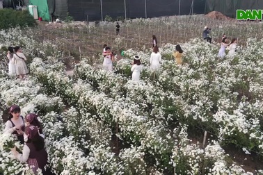 Nhiếp ảnh gia "bó tay" trước cảnh chen chân trong vườn cúc họa mi ở Hà Nội