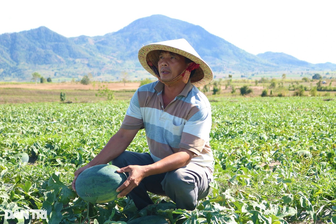Chục ký dưa hấu mới mua được ổ bánh mì, nông dân mỏi mắt tìm thương lái - 5 Chục ký dưa hấu mới mua được ổ bánh mì, nông dân mỏi mắt tìm thương lái - 5