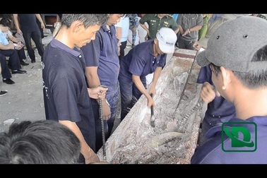 Những cặp ngà voi cao bằng người lớn cất giấu trong gỗ