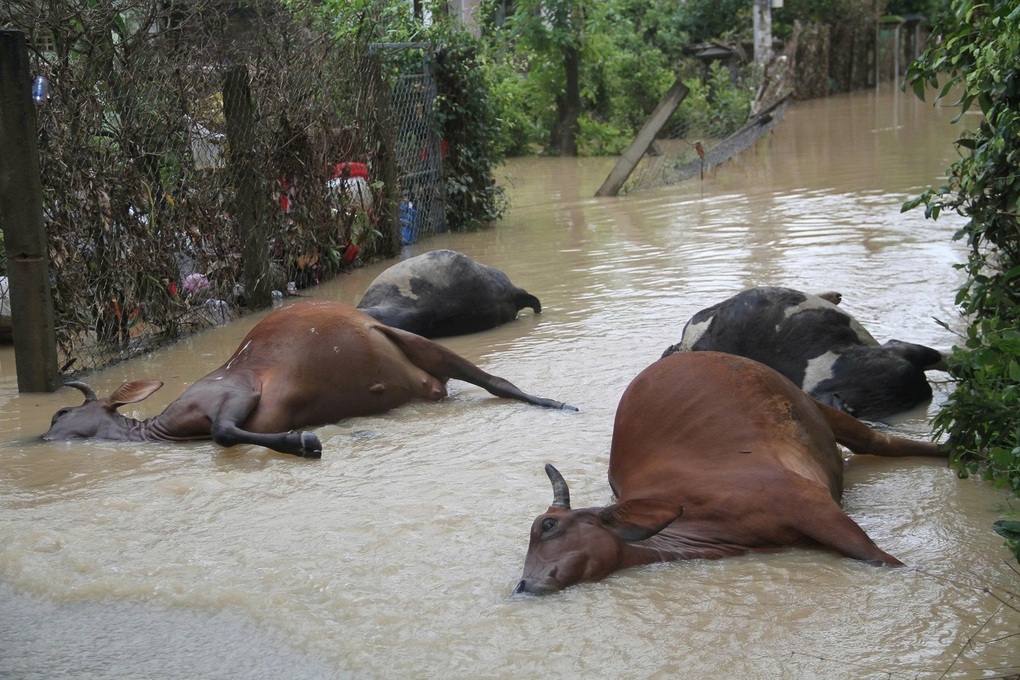 Mưa lũ khiến 50 người chết và mất tích, 52.000 nhà đang bị ngập - 2