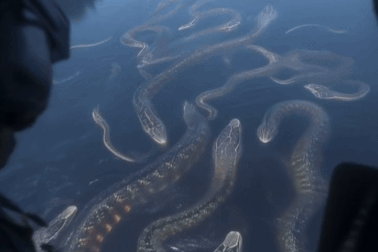 Thực hư về đàn trăn khổng lồ bơi dày đặc dưới sông Amazon