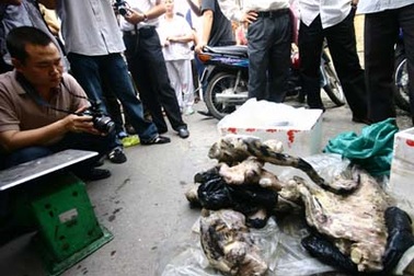 Ô tô vận chuyển xác hổ giữa thủ đô