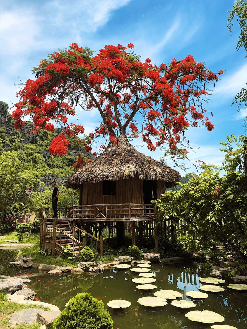 Phượng mọc giữa nhà gỗ, hồ sen nở rộ gây sốt ở “thánh địa sống ảo“ - 2 Phượng mọc giữa nhà gỗ, hồ sen nở rộ gây sốt ở “thánh địa sống ảo“ - 2