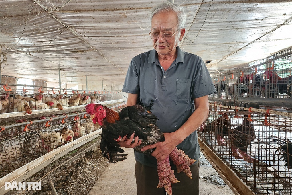 Nuôi gà chân voi, cụ ông đều đặn đếm tiền tỷ - 1