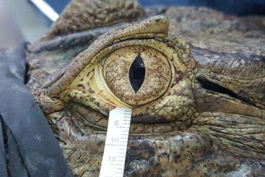 Nước mắt của chim và bò sát tương tự như nước mắt của con người