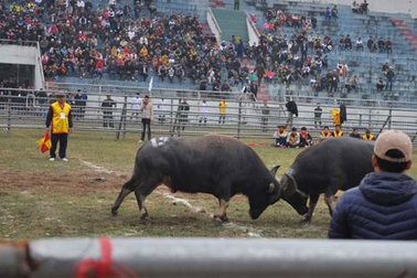 Hà Nội yêu cầu dừng tổ chức chọi trâu Phúc Thọ dịp xuân Bính Thân
