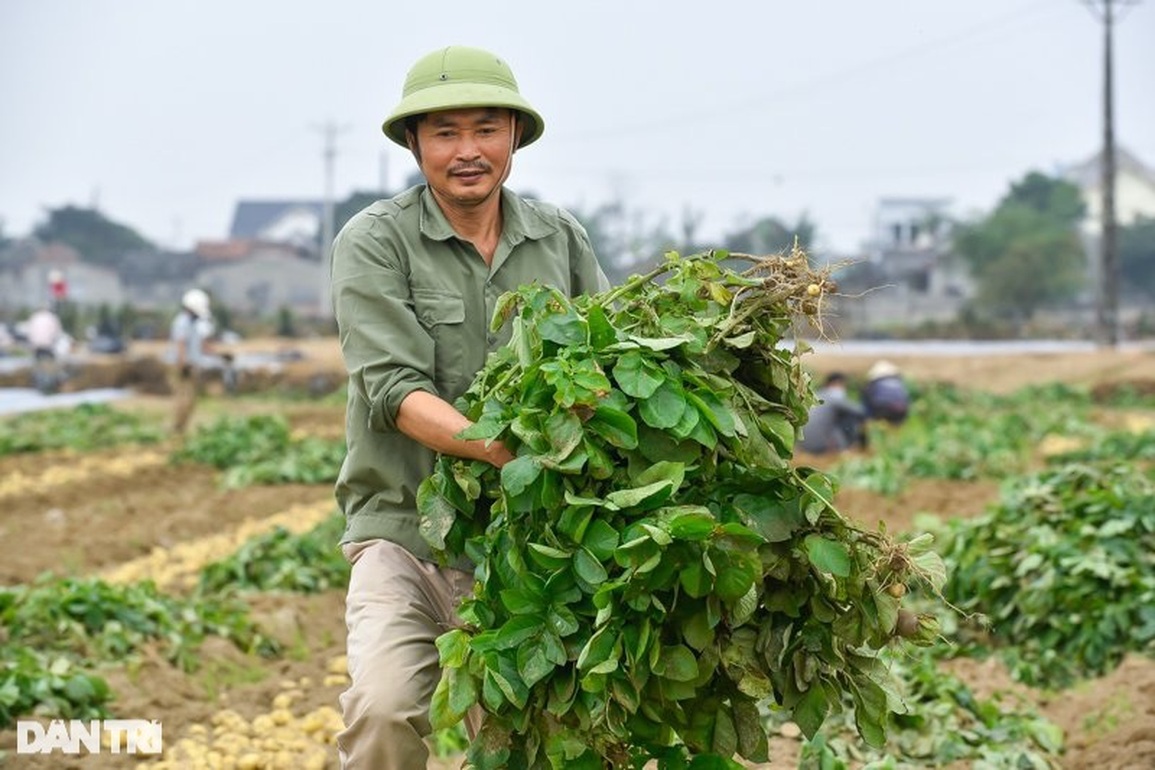 Được mùa lẫn giá, nông dân thu lãi lớn từ giống khoai tây lòng vàng - 4 Được mùa lẫn giá, nông dân thu lãi lớn từ giống khoai tây lòng vàng - 4