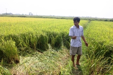 Dân bị điện giật chết trên đồng: Ai chịu trách nhiệm về "đường dây tử thần"? 