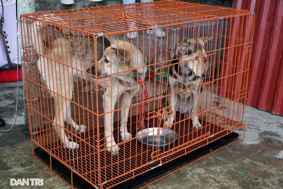 24 cá thể chó, mèo được cứu sống tại một lò giết mổ tiểu hổ - 7 24 cá thể chó, mèo được cứu sống tại một lò giết mổ tiểu hổ - 7