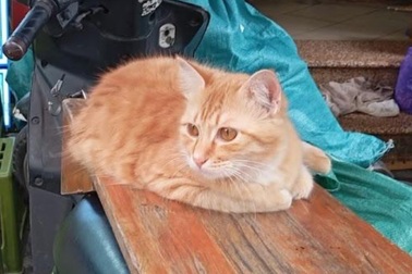 Chú mèo phố cổ Hà Nội nổi tiếng với lý do không ngờ, được khách Tây săn đón