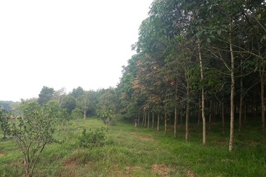 Giám đốc lâm nghiệp “mượn” đất rừng chỉ bị kiểm điểm, rút kinh nghiệm!