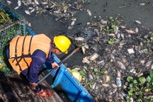 Trục vớt hàng trăm kilogram cá chết trên kênh Nhiêu Lộc - Thị Nghè