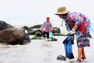 Vớt rong biển, người dân làng chài Nam Ô thu nhập tiền triệu mỗi ngày