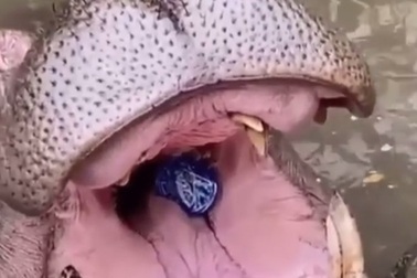 Video ném chai nhựa vào miệng hà mã gây phẫn nộ