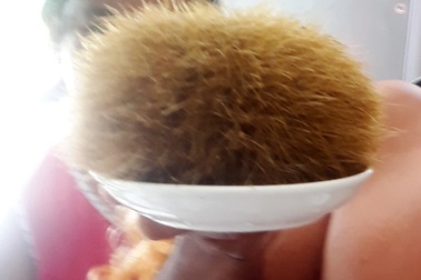 Mổ lợn ăn Tết phát hiện vật nghi cát lợn