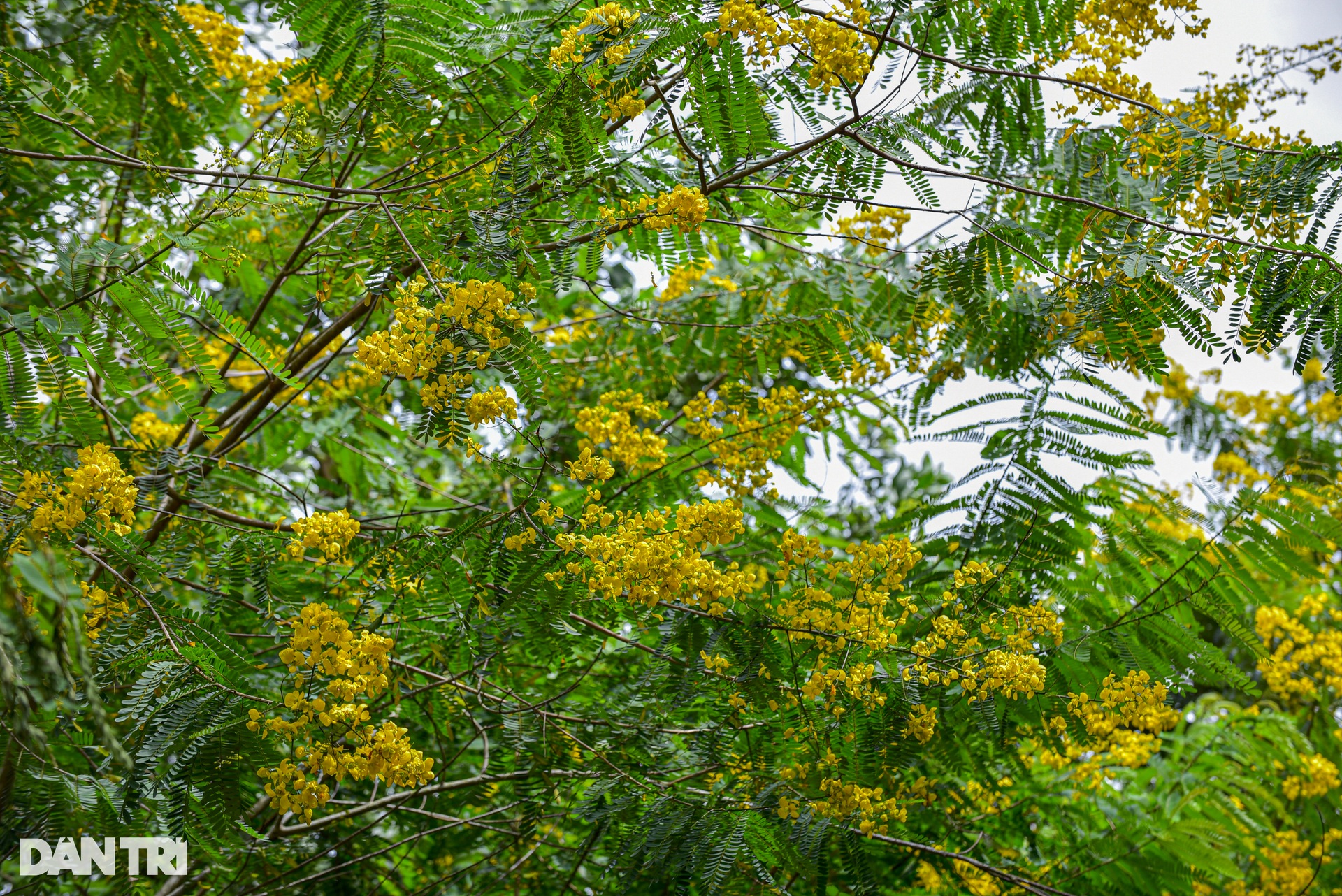 Yellow poinciana flowers bloom on both sides of the suspension bridge in Dak Nong - 7