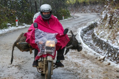 90 con gia súc chết rét ở Sơn La