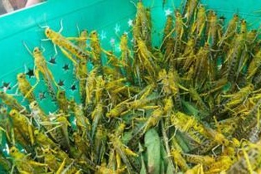 Phía Nam Sudan bị tấn công bởi bầy châu chấu