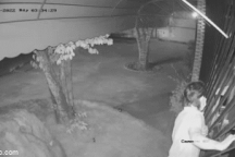 Ly kỳ tên trộm "to con" chui lọt khe hở rộng hơn gang tay