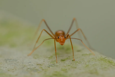 Kiến sinh sản theo cách kỳ lạ chưa từng thấy trước đây