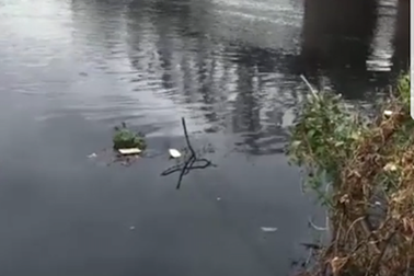 Sông Cầu đang "giãy chết", bệnh đã tìm ra sao không "cấp cứu"?