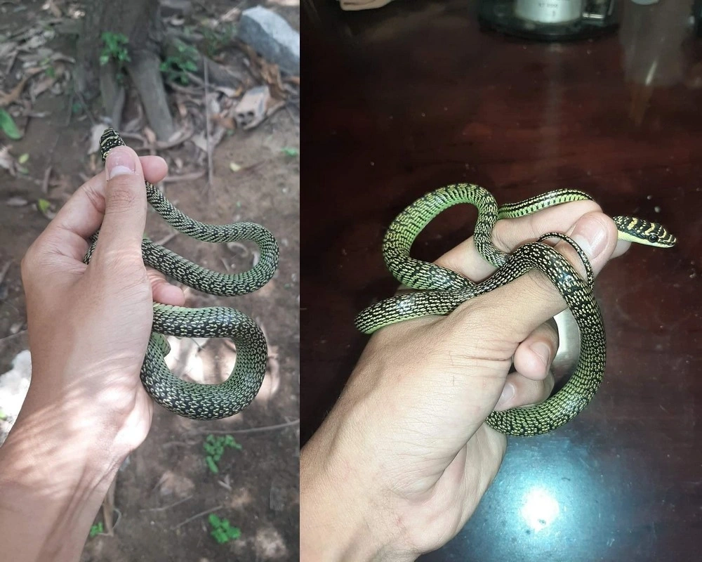 Giải mã ổ rắn trong máy điều hòa tại Quảng Nam khiến dân mạng hoang mang - 3 Giải mã ổ rắn trong máy điều hòa tại Quảng Nam khiến dân mạng hoang mang - 3