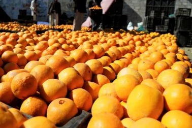 Ăn một lèo 30 kg cam để không mất phí hành lý ký gửi máy bay