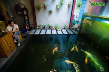 Uống cà phê ngắm cá Koi "khủng" độc đáo ở Hà Nội