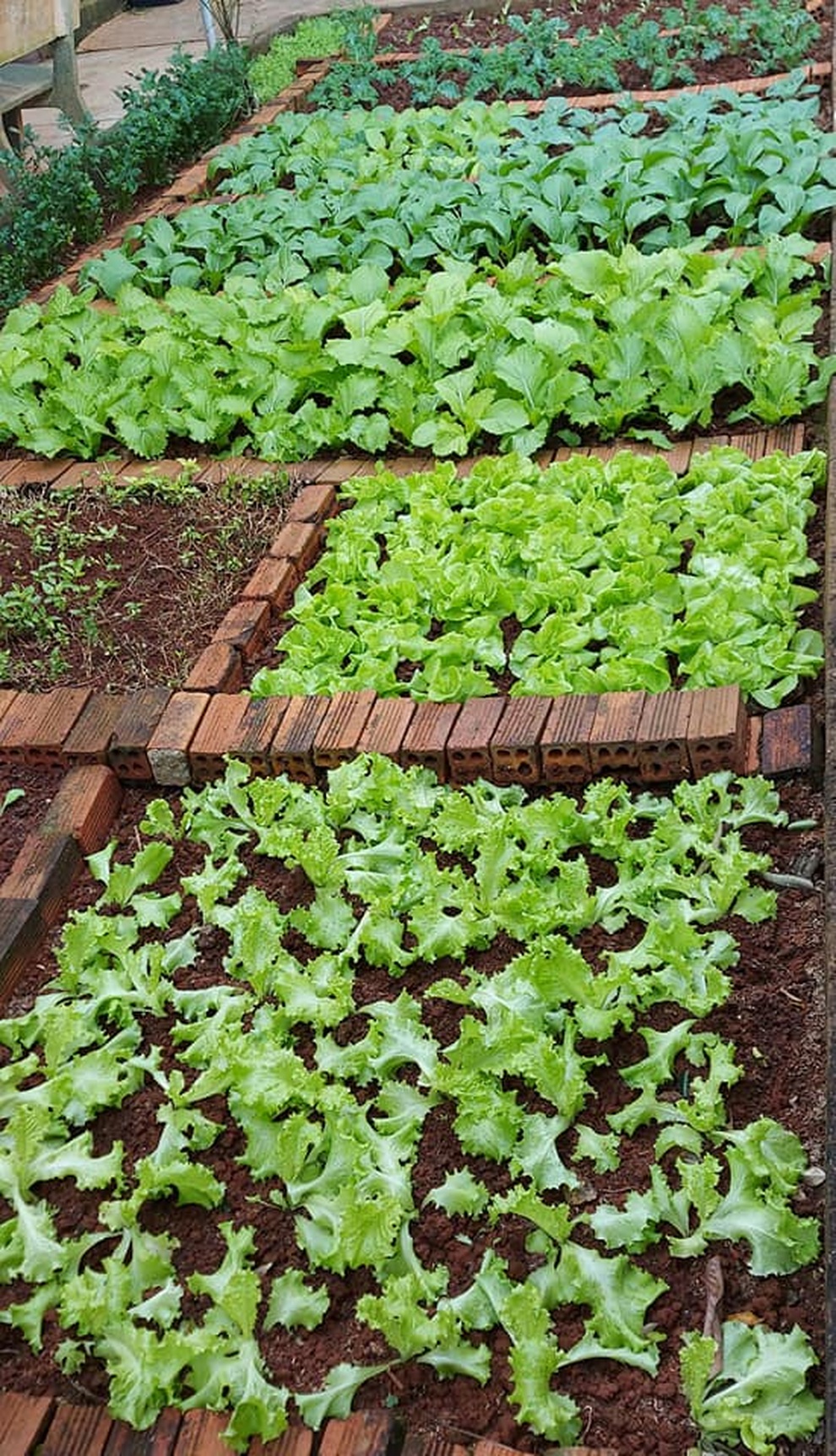 Mẹ đảm ở Đắk Lắk trồng đủ loại rau xanh trong khu vườn 20m2 - 6 Mẹ đảm ở Đắk Lắk trồng đủ loại rau xanh trong khu vườn 20m2 - 6