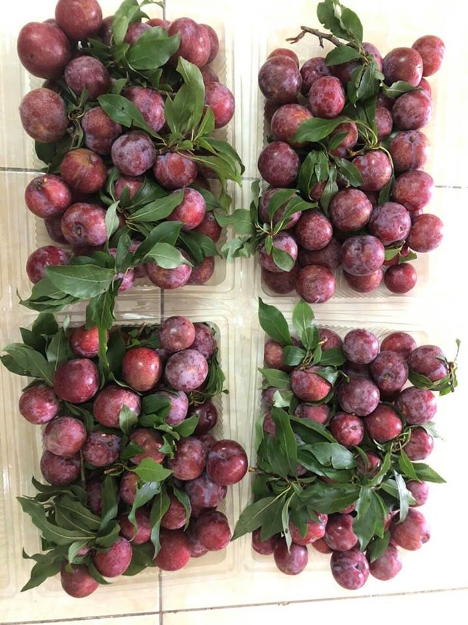 Mận đồi Pu Nhi ngọt như cherry, giá đắt ngang nho Mỹ vẫn “cháy” hàng - 7 Mận đồi Pu Nhi ngọt như cherry, giá đắt ngang nho Mỹ vẫn “cháy” hàng - 7