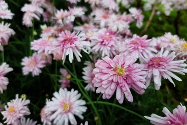 Người trẻ hưởng lợi lớn từ công nghệ camera trên Galaxy A50