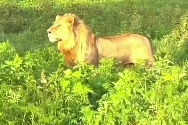 Linh dương đầu bò "chơi trốn tìm" với sư tử và cái kết