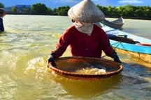 “Chồng cào, vợ đãi”... kiếm nửa triệu dưới đáy sông