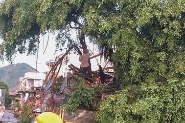 Cây si cổ thụ bật gốc, đè lên ô tô trong cơn mưa lớn ở Lâm Đồng